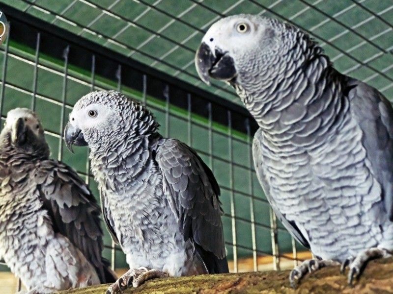 У Київському зоопарку можна побачити папуг жако, яких врятували навесні 2022 року