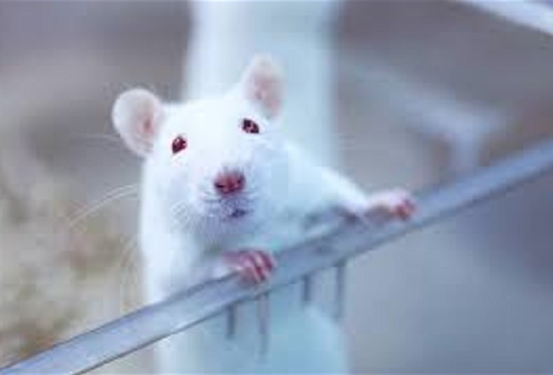 Інститут біотехнології і штамів шукає постачальника піддослідних щурів