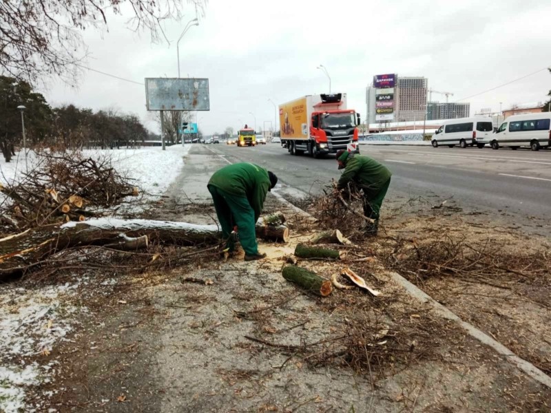 Вітер у Києві вже повалив кілька десятків дерев