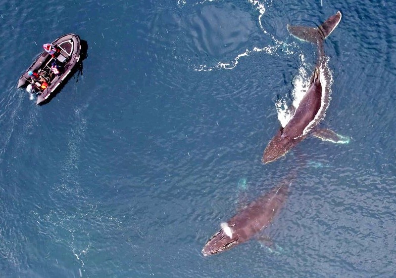 Українські полярники досліджують китів і косаток: неймовірні фото з дронів