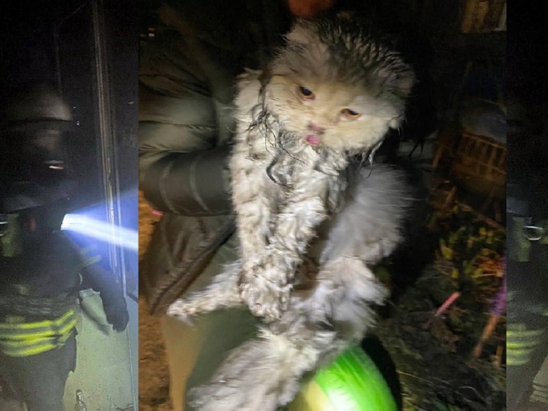 Рятувальники розповіли про долю кота, якого виносили з палаючої кухні у Броварах