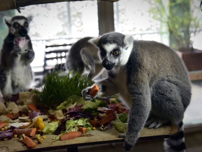 У столичному зоопарку відсвяткували день народження лемура Байрактара