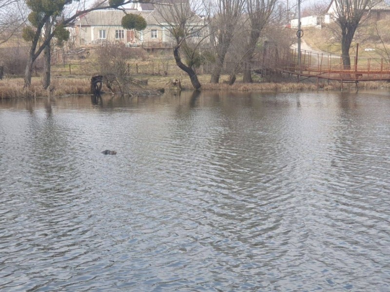 На Київщині у річці знайшли тіло невідомого потопельника