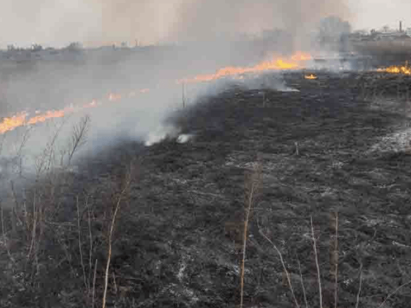 Не паліть суху траву: рятувальники розповіли про наслідки пожеж в екосистемі