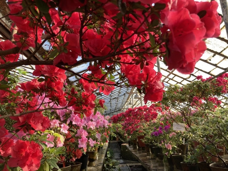 Ботсад Гришка запрошує на “Весняний вернісаж у ботанічному саду” – у програмі продаж екзотичних рослин, презентації, дегустації, екскурсії