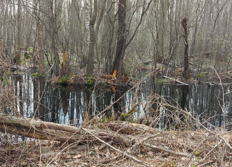 Весняна повінь зробила безхатьками бобрів у Чорнобильському заповіднику