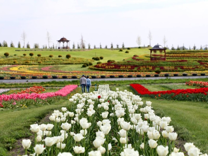 Відкриття довгоочікуваного сезону тюльпанів у “Добропарку” вже через 10 днів