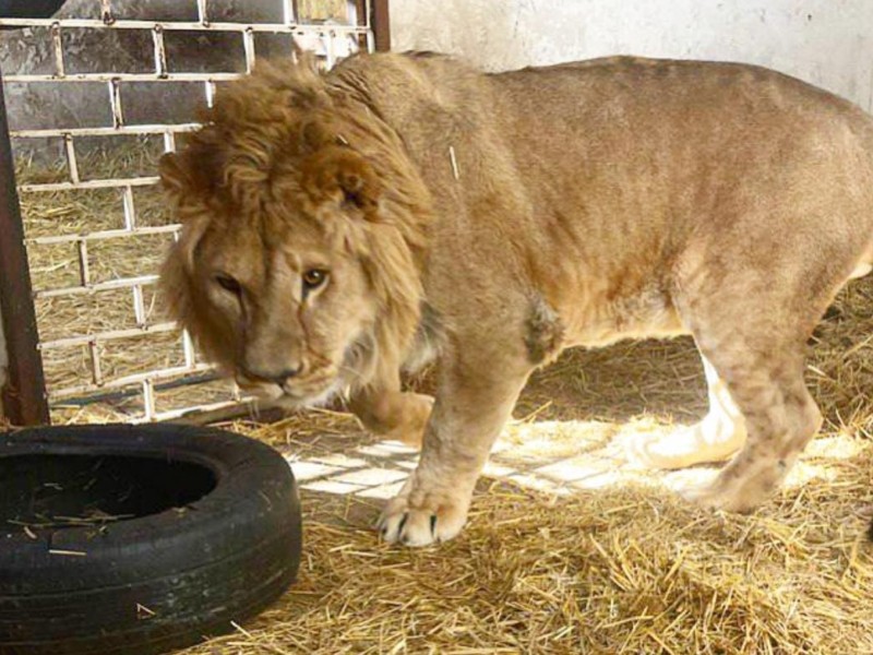 У лева з передмістя, яким опікуються зоозахисники, стався серцевий напад