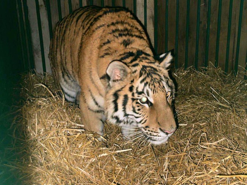 Хижак на подвір’ї: на Київщині люди тримали на господарстві тигра