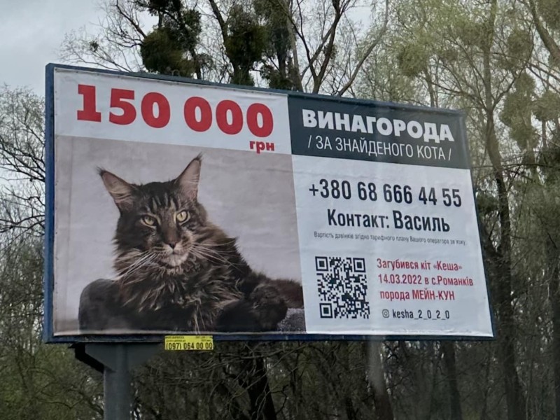 У передмісті розшукують кота Кешу: винагорода складає 150 тисяч