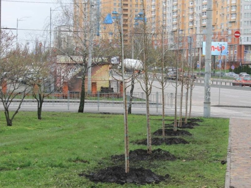 У Святошинському районі з’явилась алея декоративних яблунь