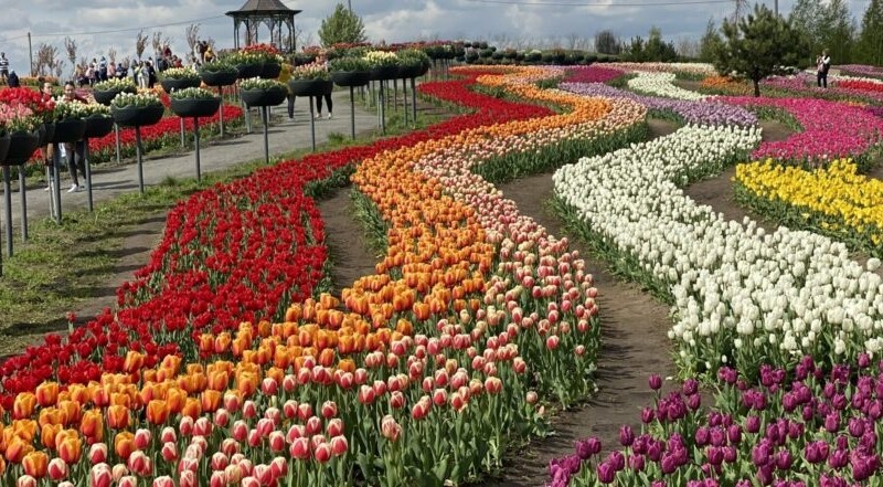 У “Добропарку” на Київщині висадили три мільйони тюльпанів