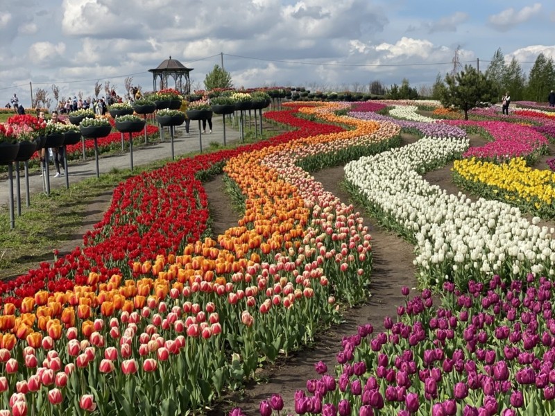 Виставку квітів анонсували у парку відпочинку під Києвом