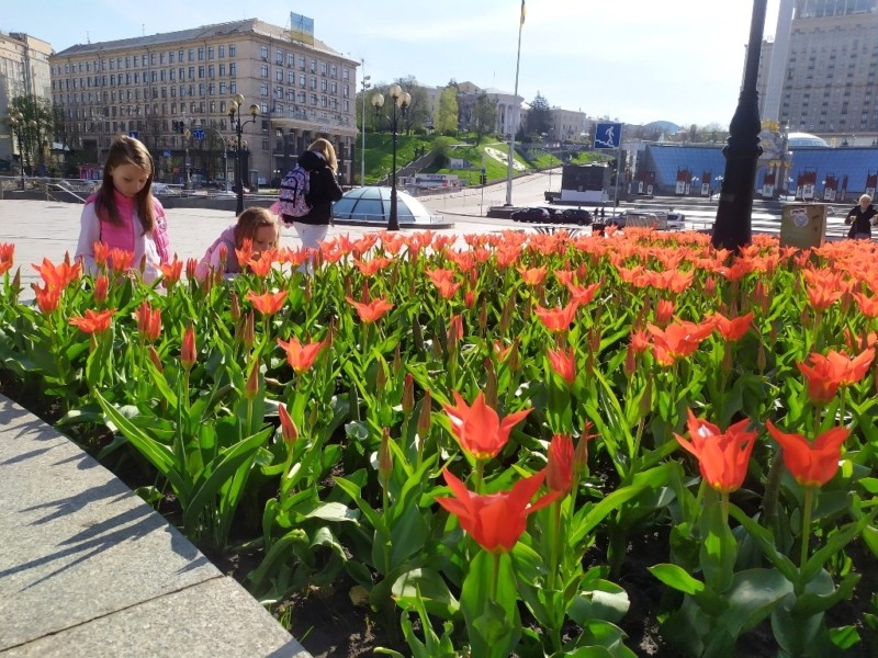 У Києві починають квітнути нідерландські тюльпани