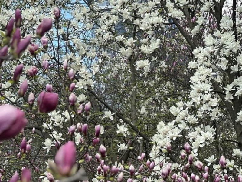 Магнолії в цвітінні: ботанічний сад Фоміна став улюбленим місцем для романтичних сесій (ФОТО)