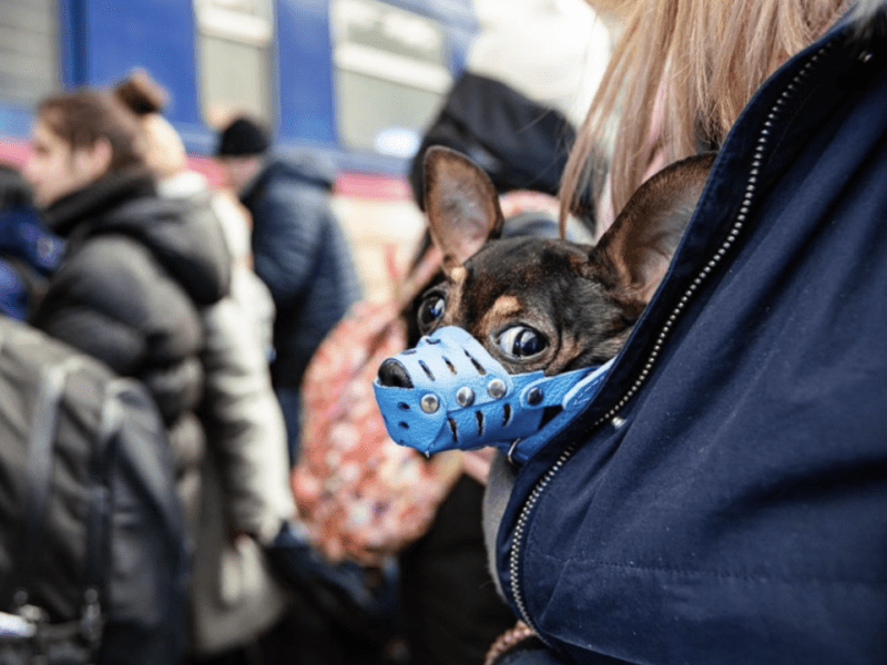 Тепер тільки зі щепленнями: Польща змінила правила ввезення домашніх тварин для українських переселенців