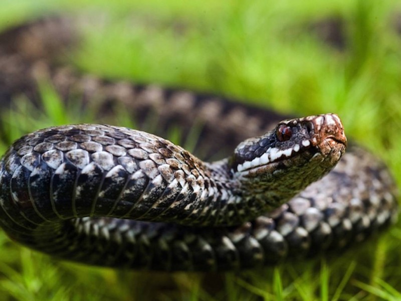 Сезон активності змій уже розпочався: що треба знати про плазунів, аби не наразитись на небезпеку