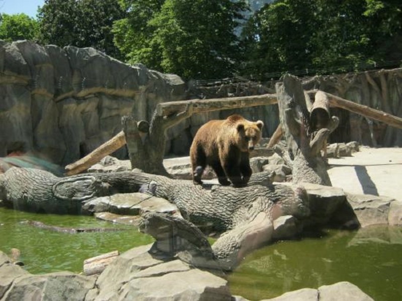 Ведмеді спали у приміщенні, єноти не зрозуміли – у Київському зоопарку дякують ППО за збереження тварин