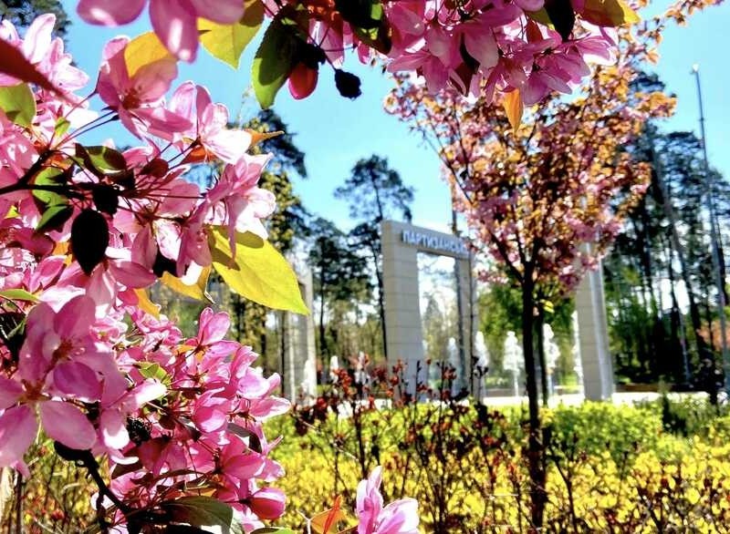 В парку “Партизанської слави” у Києві квітнуть сакури та включили фонтан