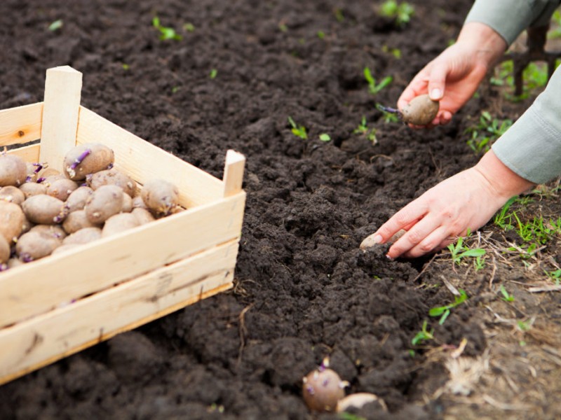 Сезон городів на звільнених від окупантів територіях стартував: у Гостомелі безкоштовно видаватимуть посадкову картоплю