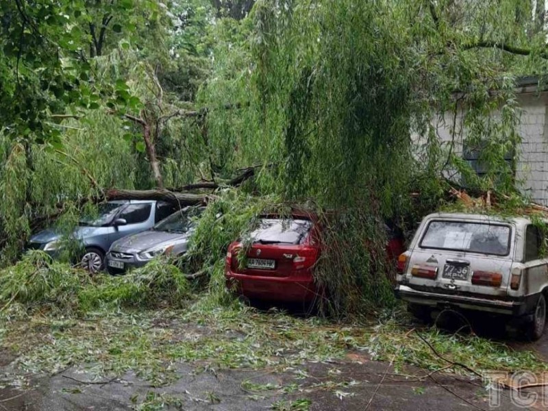 У Києві дерево впало одразу на чотири автівки: подробиці