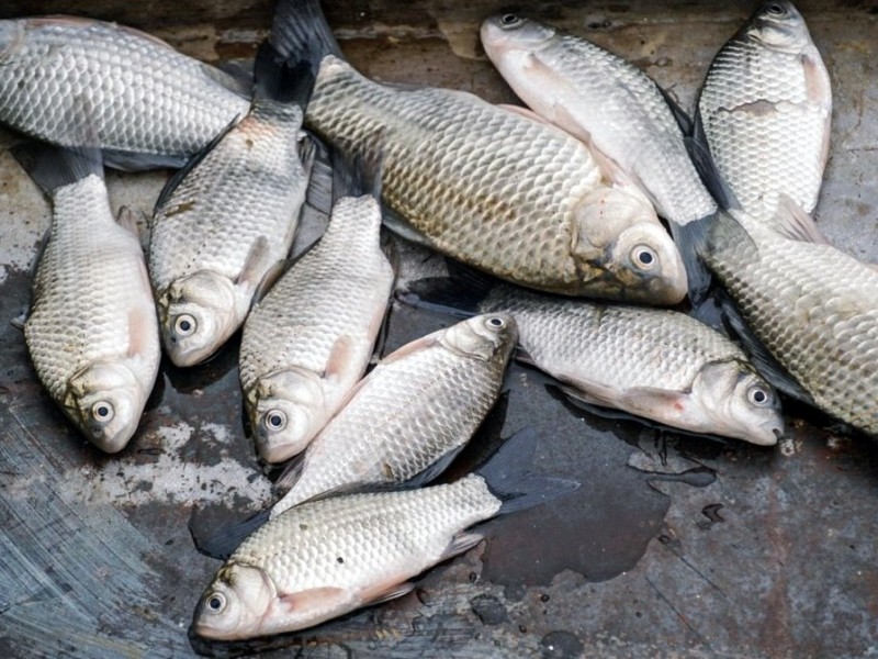 Після підриву Каховської ГЕС у Києві перевіряють якість риби в продажу – чи вистачить продукції та якими будуть ціни