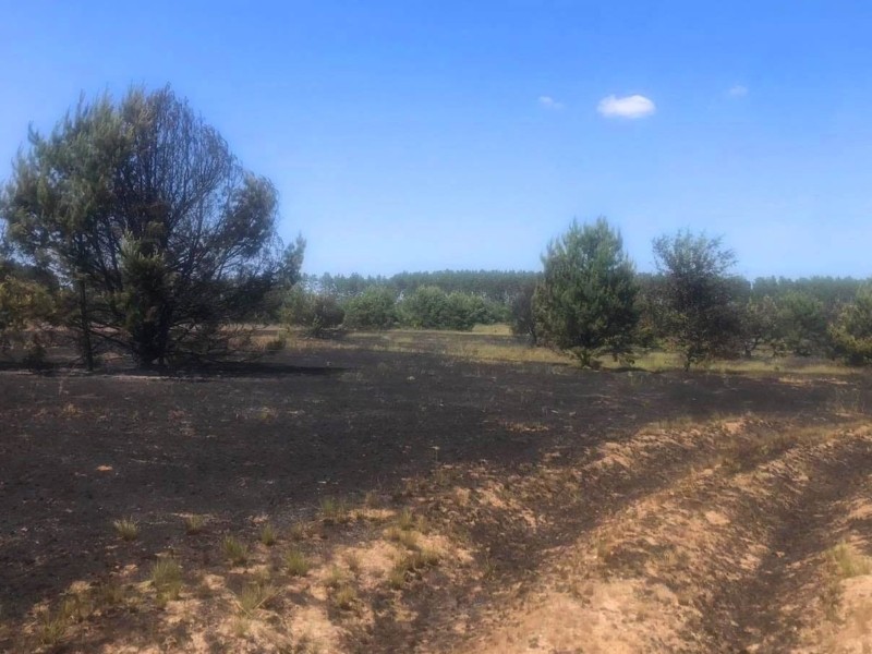 Випалювач дротів підпалив 2 гектари лісового масиву і сам мало не згорів живцем