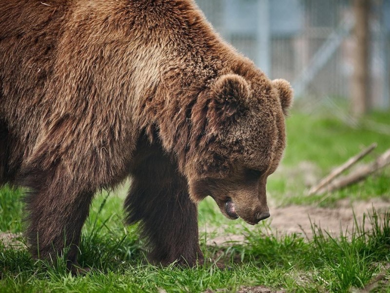 Екскурсії до притулку ведмедів: почуєте про вовків, реабілітацію та унікальні секрети природи