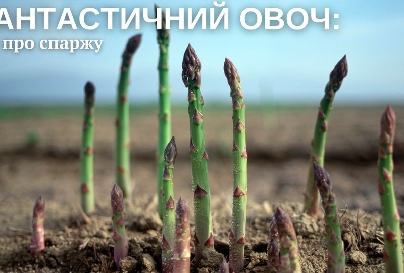 Насичений вікенд у природничому музеї: морські тварини, палеонтологія, виникнення життя, спаржа