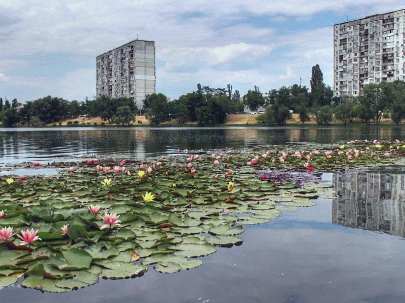 Водяні лілії на озері Тельбін вражають красою: як потрапили рідкісні квіти на дзеркало водойми (фото)