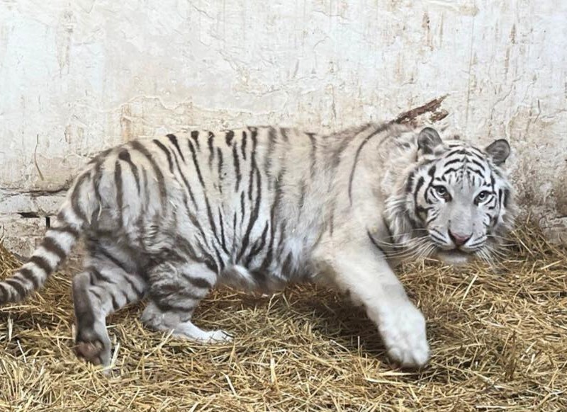 Щодня білий тигр з’їдає 9 кг м’яса: зоозахисники шукають опікуна для Алекса