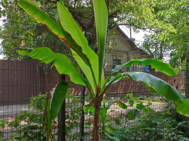 У Києві розрослися банани – як рослина зі спекотних країв прижилася в кліматі столиці