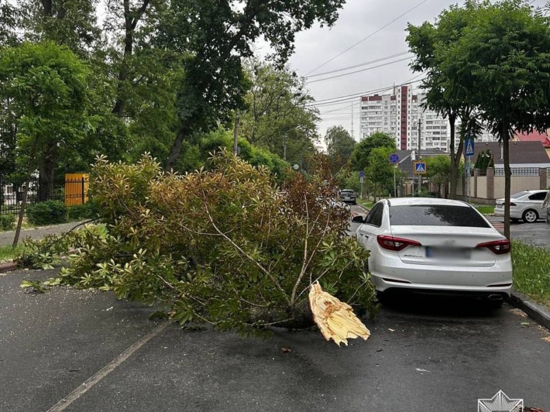 На двох вулицях ускладнено рух через падіння дерев на дорогу