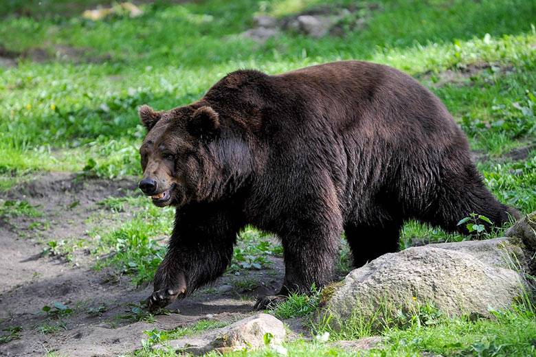Ведмідь з Київщини, якого врятували із зачиненого вольєра, знайшов прихисток у Бельгії