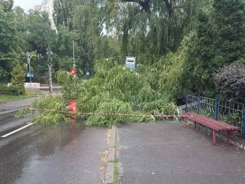 Просто на автобусну зупинку: у Києві сильний вітер повалив дерево