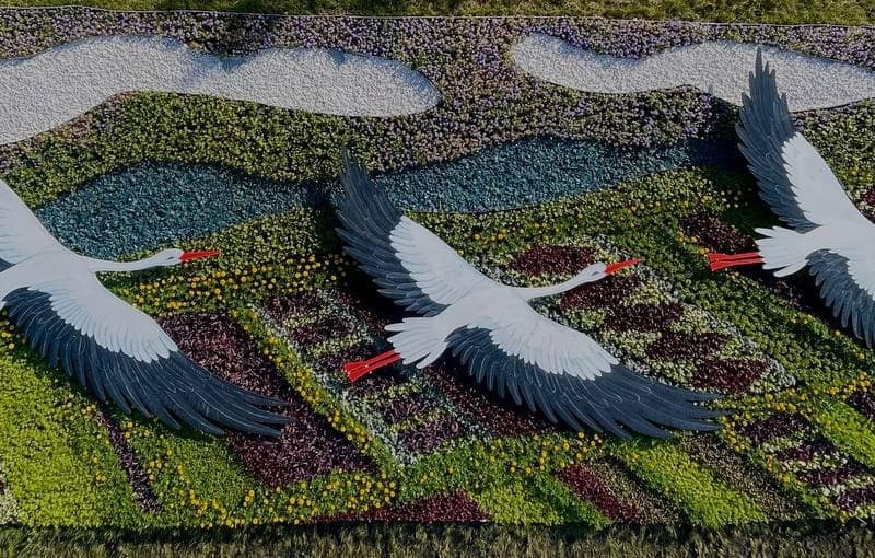 Берестейський проспект прикрасили квітковою композицією з лелеками і “вишиванками”