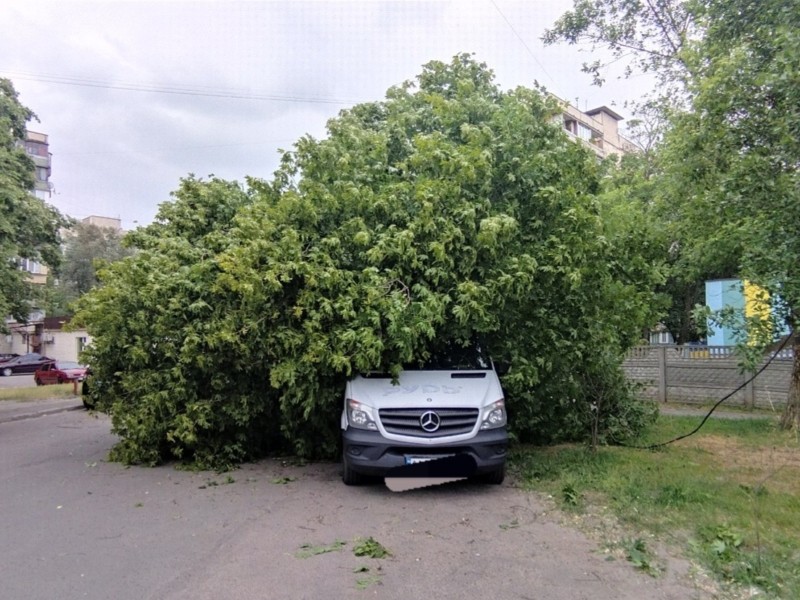 Деревопад у столиці: найбільше дерев негода повалила у Солом’янському районі