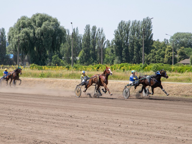 На Київському іподромі відбудуться перегони коней рисистих порід