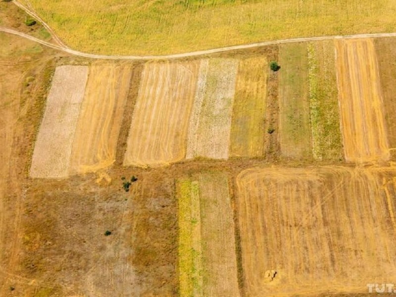 За повінню насунеться засуха з Білорусі? – метеорологи спрогнозували врожай хліба та чи не згорять київські поля