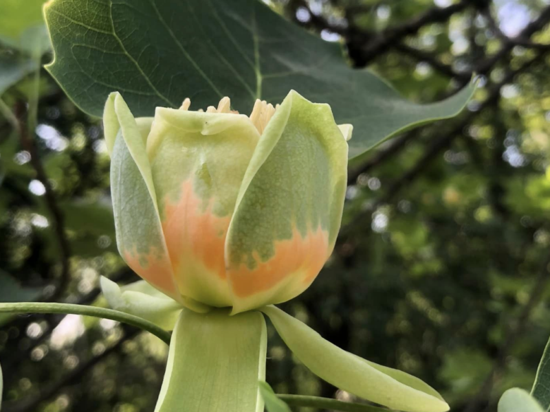 Неймовірна краса: у столичному ботсаду розквітли тюльпанові дерева (відео)