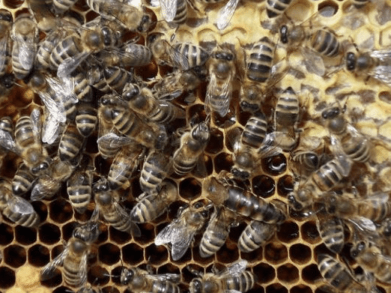 Бджоли захопили термінал: великий рій комах виявили у центрі столиці (відео)