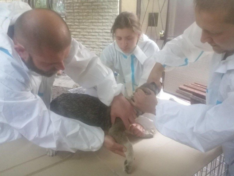 У Києві лікарі муніципальної ветклініки надали допомогу першим тваринам із Херсонщини