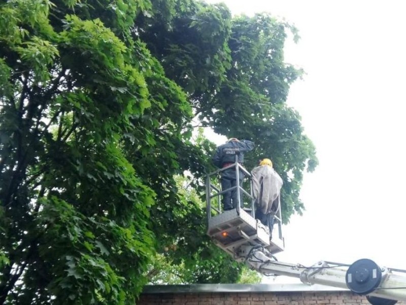 Рятувальники КАРС усунули аварійність дерева в Святошинському районі