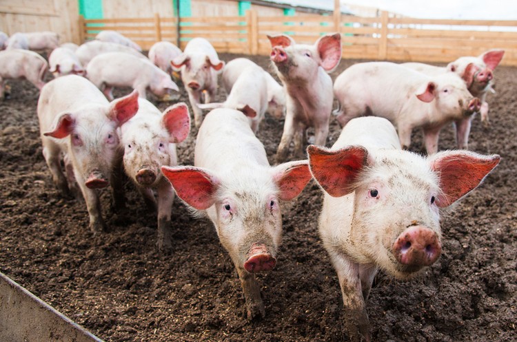 На Київщині зафіксовано випадок африканської чуми свиней: запроваджено карантин