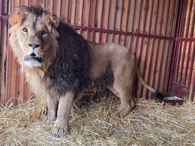 На Київщині рятують лева, якого евакуювали з-під обстрілів у важкому стані –  не міг стояти чи ходити