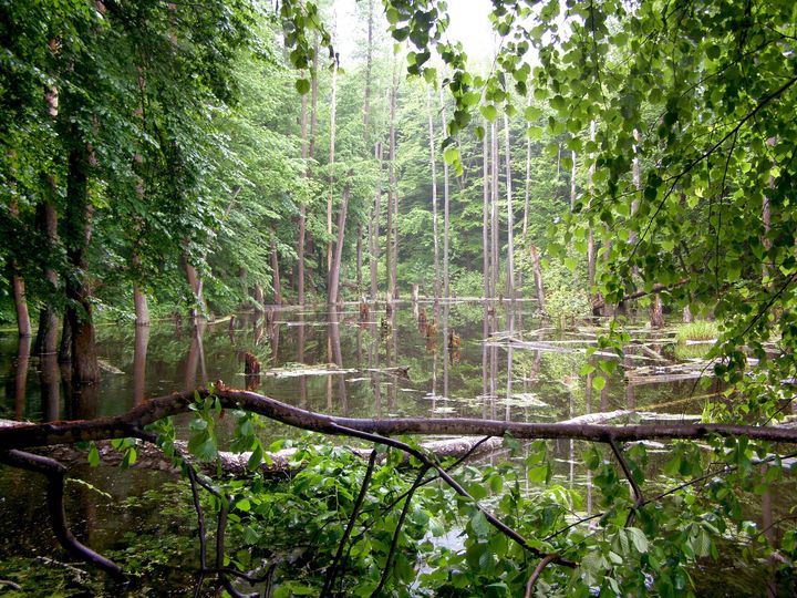 У Голосіївському парку є територія, яка закрита для відвідування – заказник “Лісники”