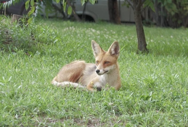 Лисиця в парку – що робити або краще не робити пояснили зоозахисники