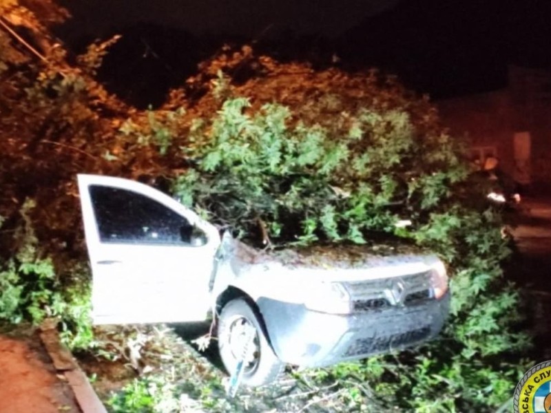 У Києві дерево впало на припаркований автомобіль