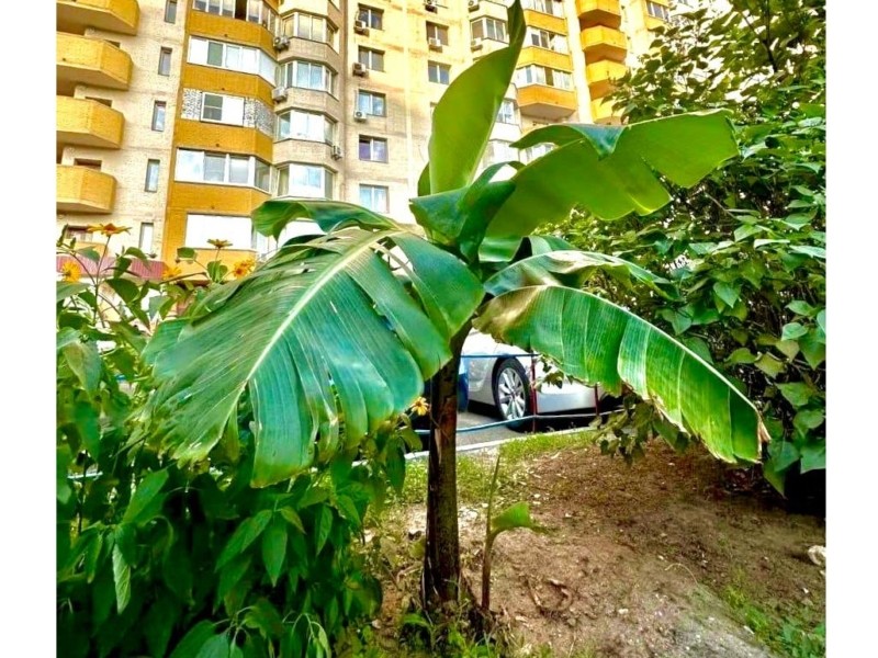 Тропіки серед бетонних джунглів: у Дарницькому районі біля висоток прижився банан