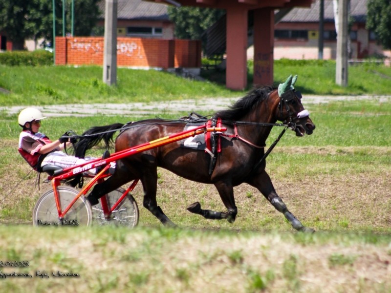 На Київському іподромі відбудуться змагання коней